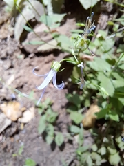 Campanula prenanthoides