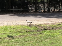Threskiornis molucca