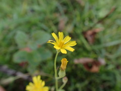 Crepis capillaris