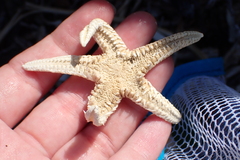 Astropecten