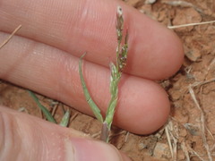 Eriochloa pseudoacrotricha