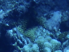 Montipora