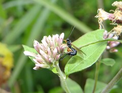 Itoplectis