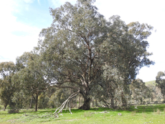 Eucalyptus albens