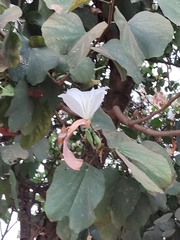 Bauhinia variegata