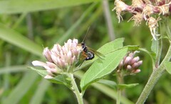 Itoplectis