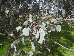 Eucalyptus albens