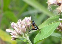 Itoplectis