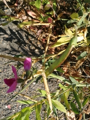 Lathyrus latifolius