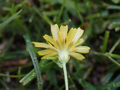 Crepis capillaris