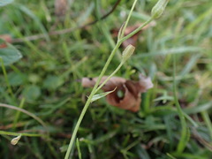 Crepis capillaris