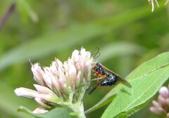 Itoplectis
