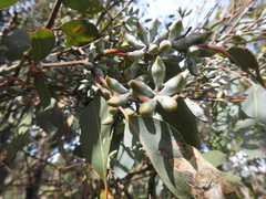 Eucalyptus albens