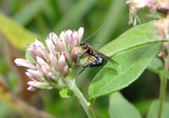Itoplectis