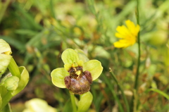 Ophrys bombyliflora