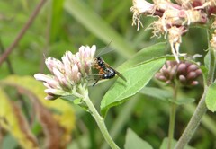 Itoplectis