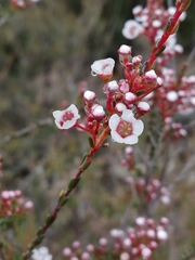 Chamelaucieae