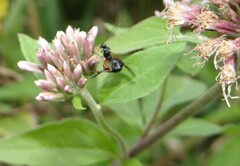 Itoplectis
