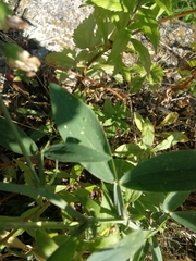 Lathyrus latifolius