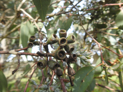 Eucalyptus albens
