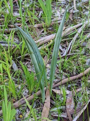 Thelymitra glaucophylla