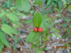 Xylosma flexuosa
