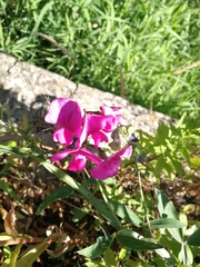 Lathyrus latifolius