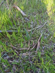 Thelymitra glaucophylla