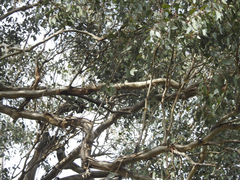 Eucalyptus albens