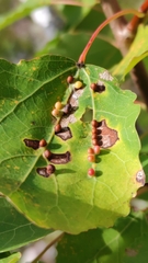 Harmandiola globuli