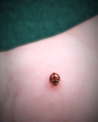 Coelophora inaequalis