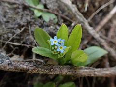 Myosotis laxa
