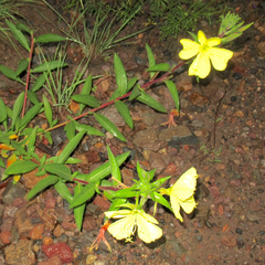 Oenothera elata hirsutissima