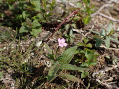 Epilobium parviflorum