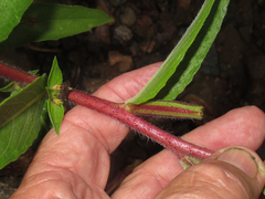 Oenothera elata hirsutissima