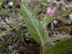 Epilobium parviflorum
