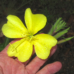 Oenothera elata hirsutissima