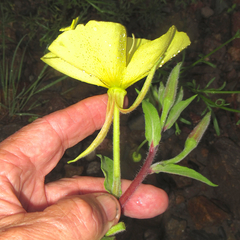 Oenothera elata hirsutissima
