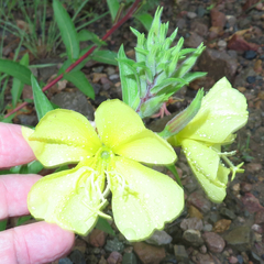 Oenothera elata hirsutissima