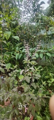 Ocimum tenuiflorum