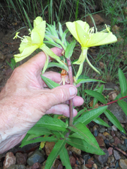 Oenothera elata hirsutissima