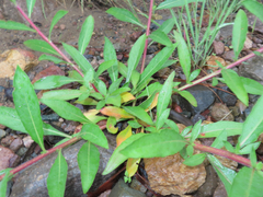 Oenothera elata hirsutissima