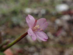 Epilobium parviflorum
