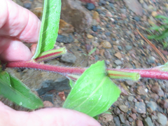 Oenothera elata hirsutissima