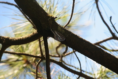 Charaxes jasius