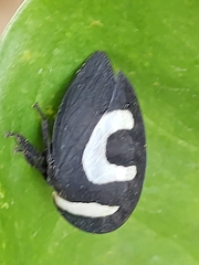 Membracis foliatafasciata