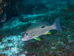 Lutjanus russellii