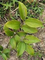 Cinnamomum osmophloeum