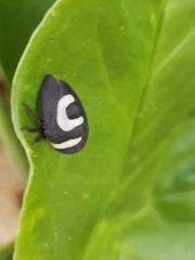 Membracis foliatafasciata