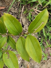 Cinnamomum osmophloeum
